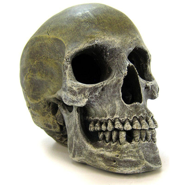 Blue Ribbon Human Skull Ornament